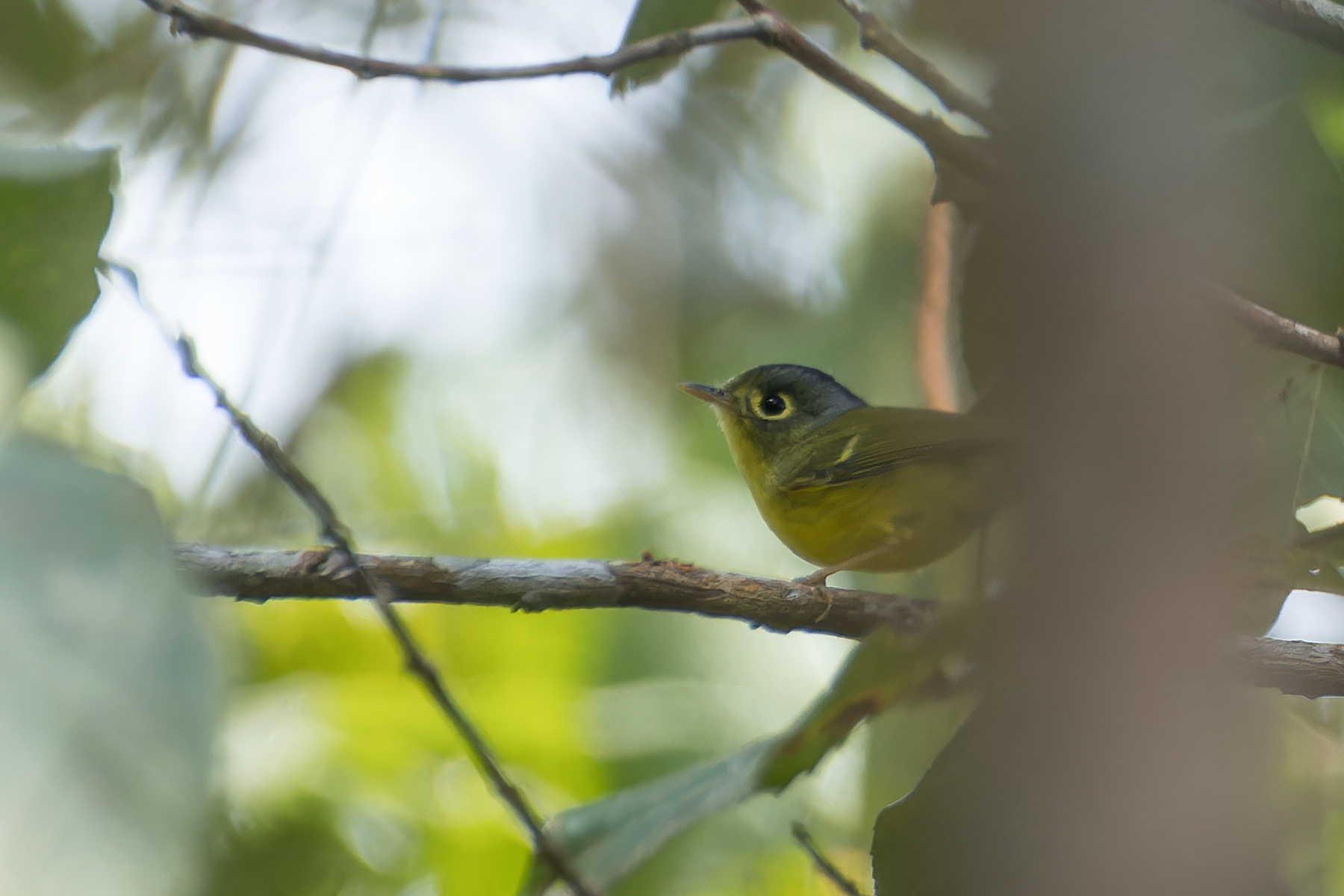 Tickell's Leaf Warbler