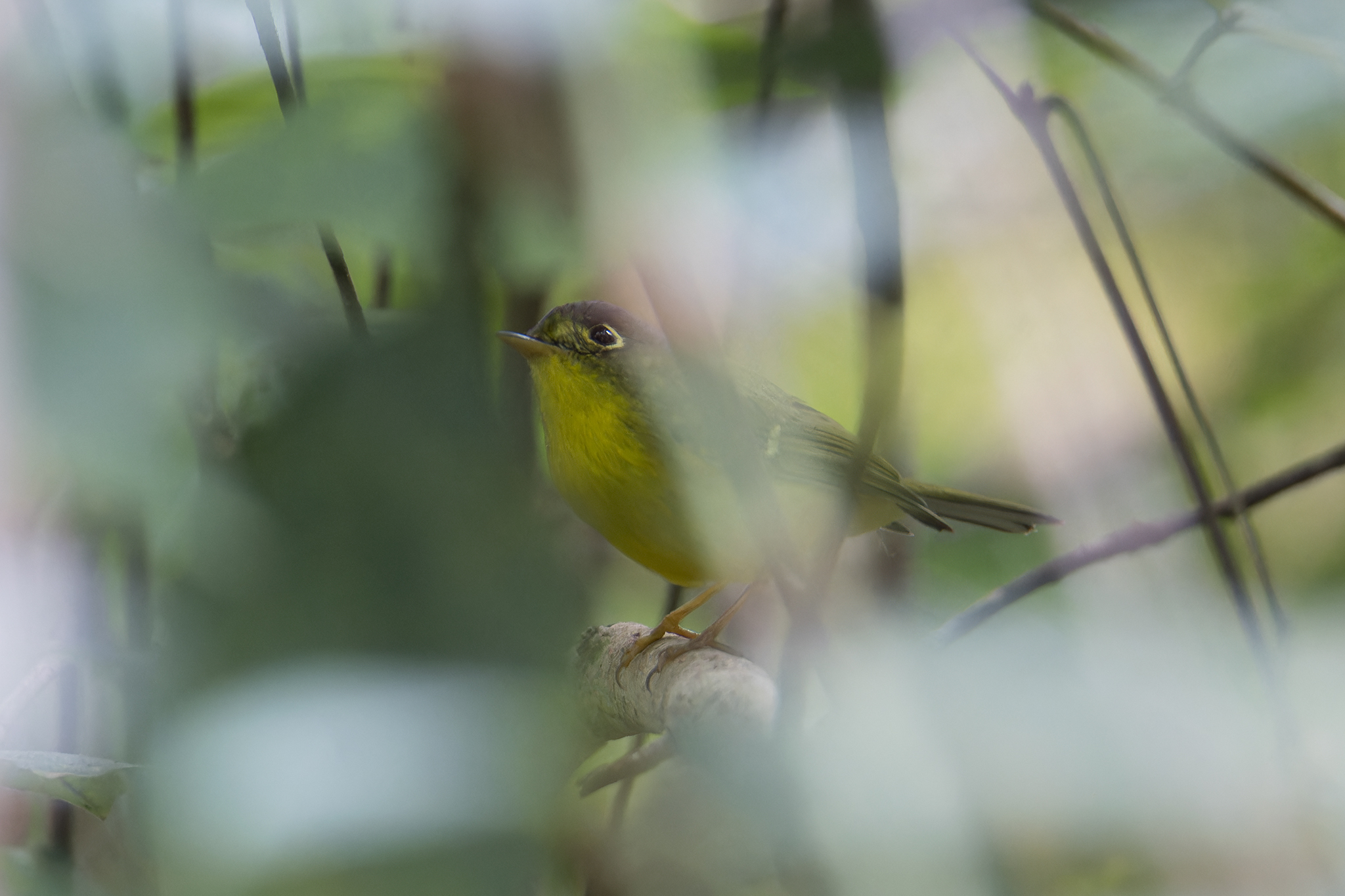 Tickell's Leaf Warbler