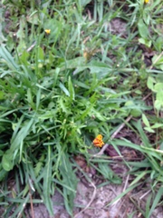 Scorzoneroides autumnalis