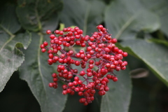 Sambucus kamtschatica