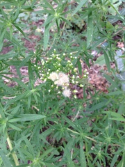 Erigeron canadensis