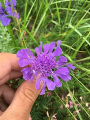 Scabiosa comosa