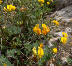 Lotus longisiliquosus