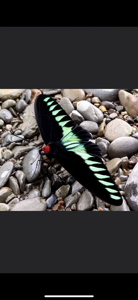 Raja Brooke's Birdwing (Trogonoptera brookiana)