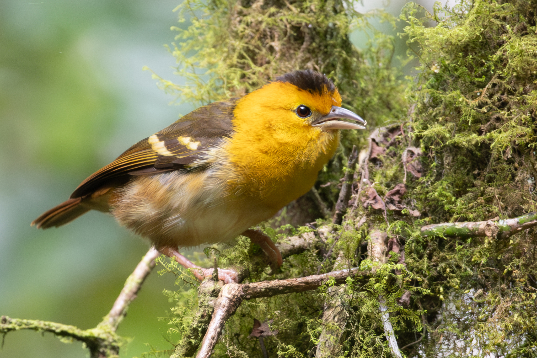 Sao Tome Weaver (Ploceus sanctithomae), photo 1