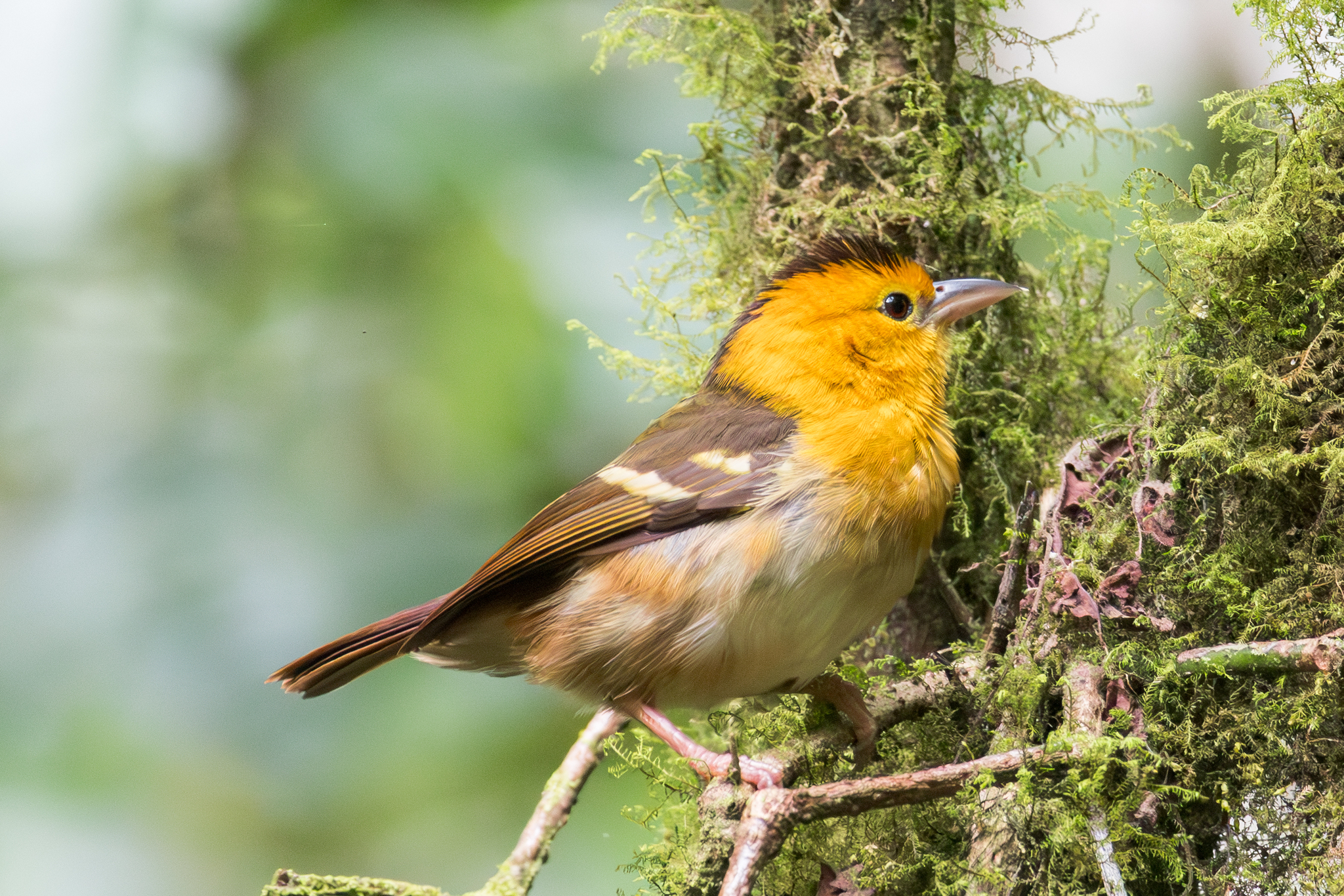 Sao Tome Weaver (Ploceus sanctithomae), photo 2