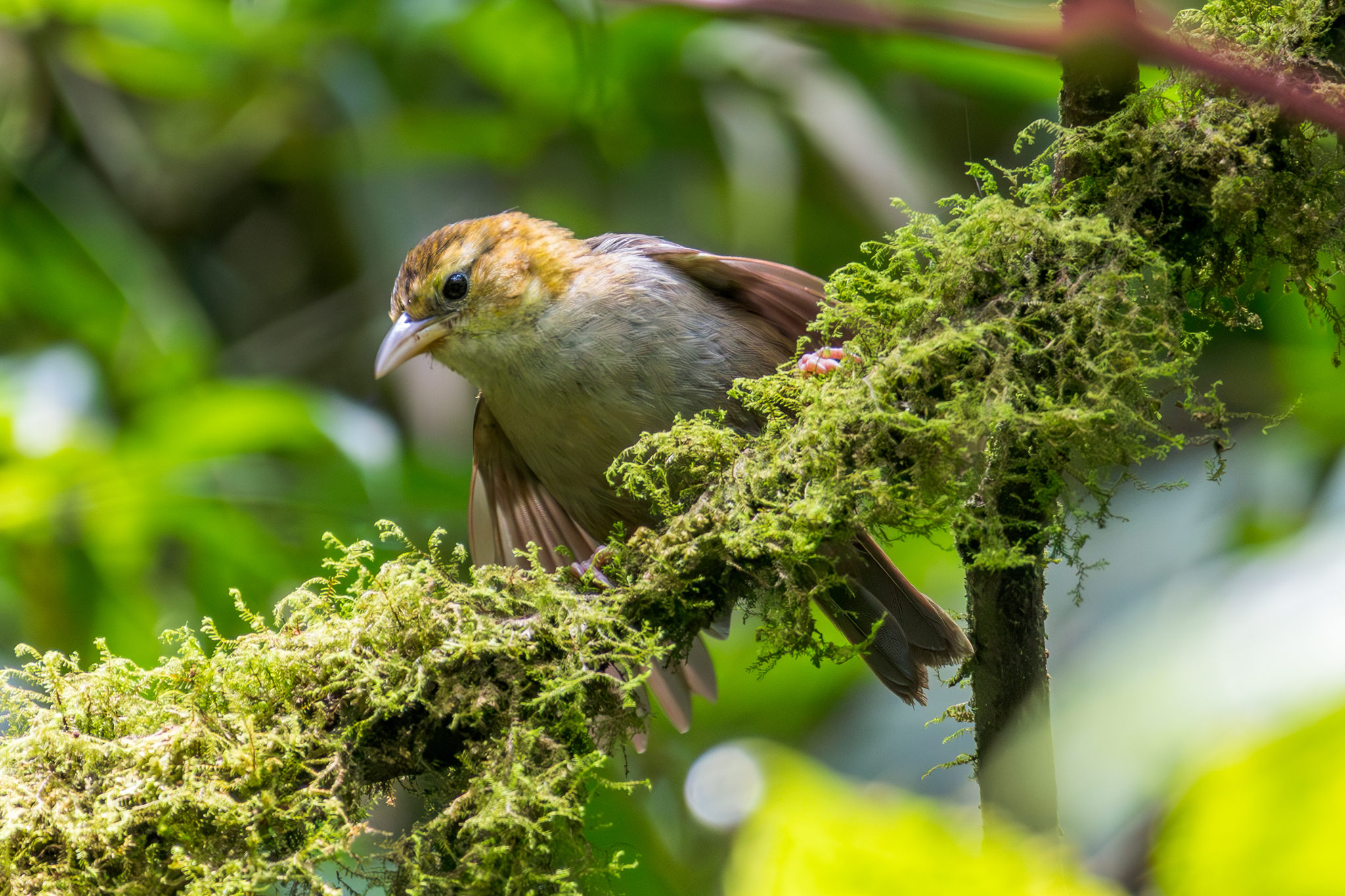 Sao Tome Weaver (Ploceus sanctithomae), photo 7