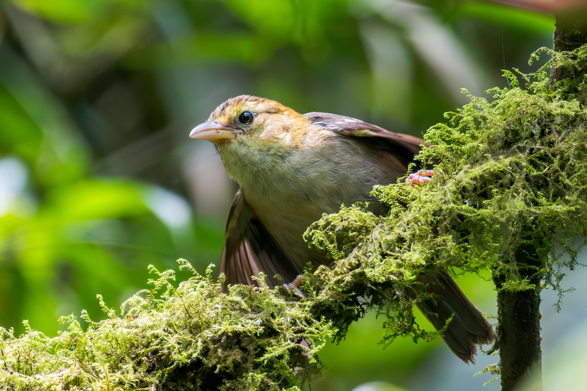 Sao Tome Weaver (Ploceus sanctithomae), photo 6