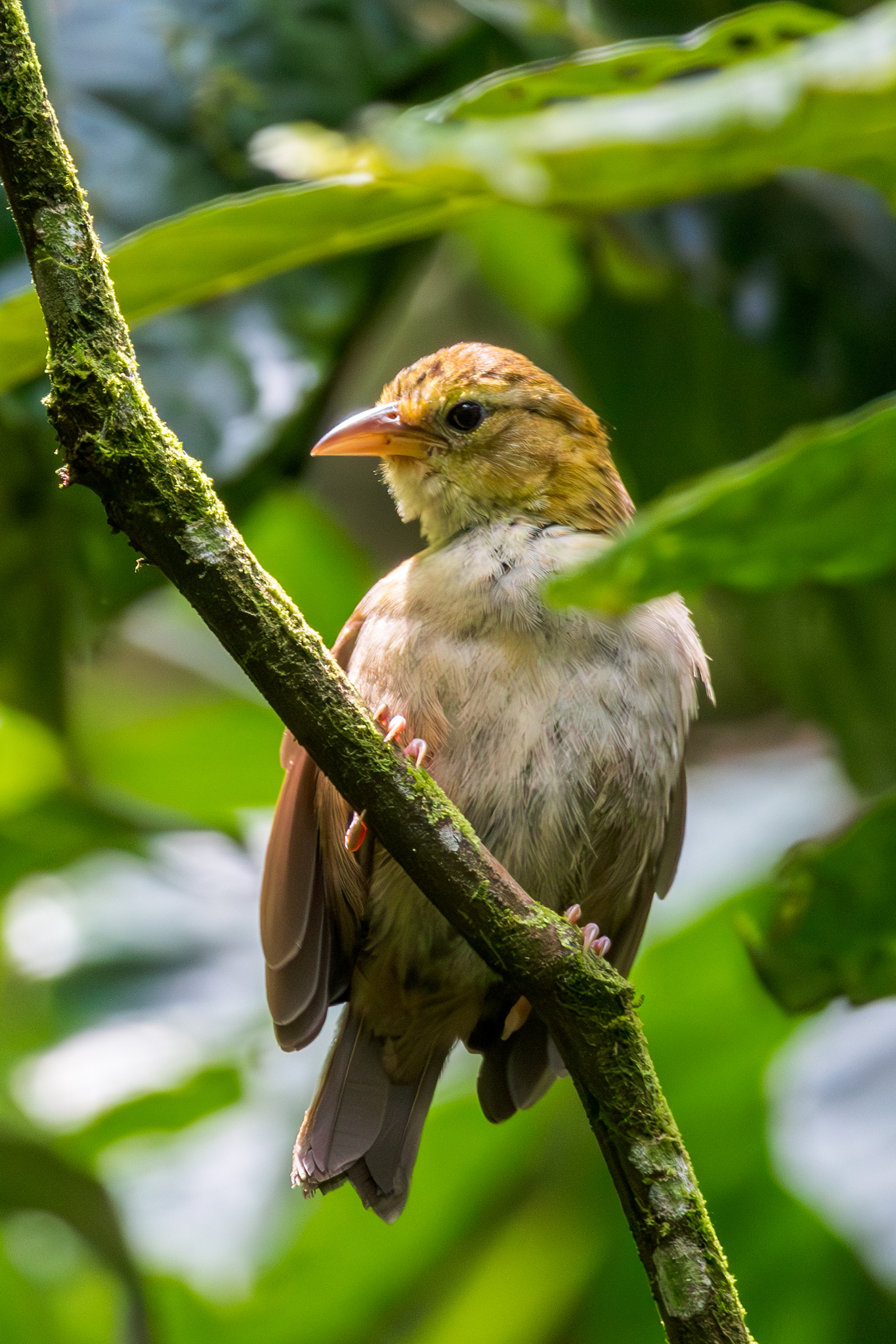 Sao Tome Weaver (Ploceus sanctithomae), photo 8