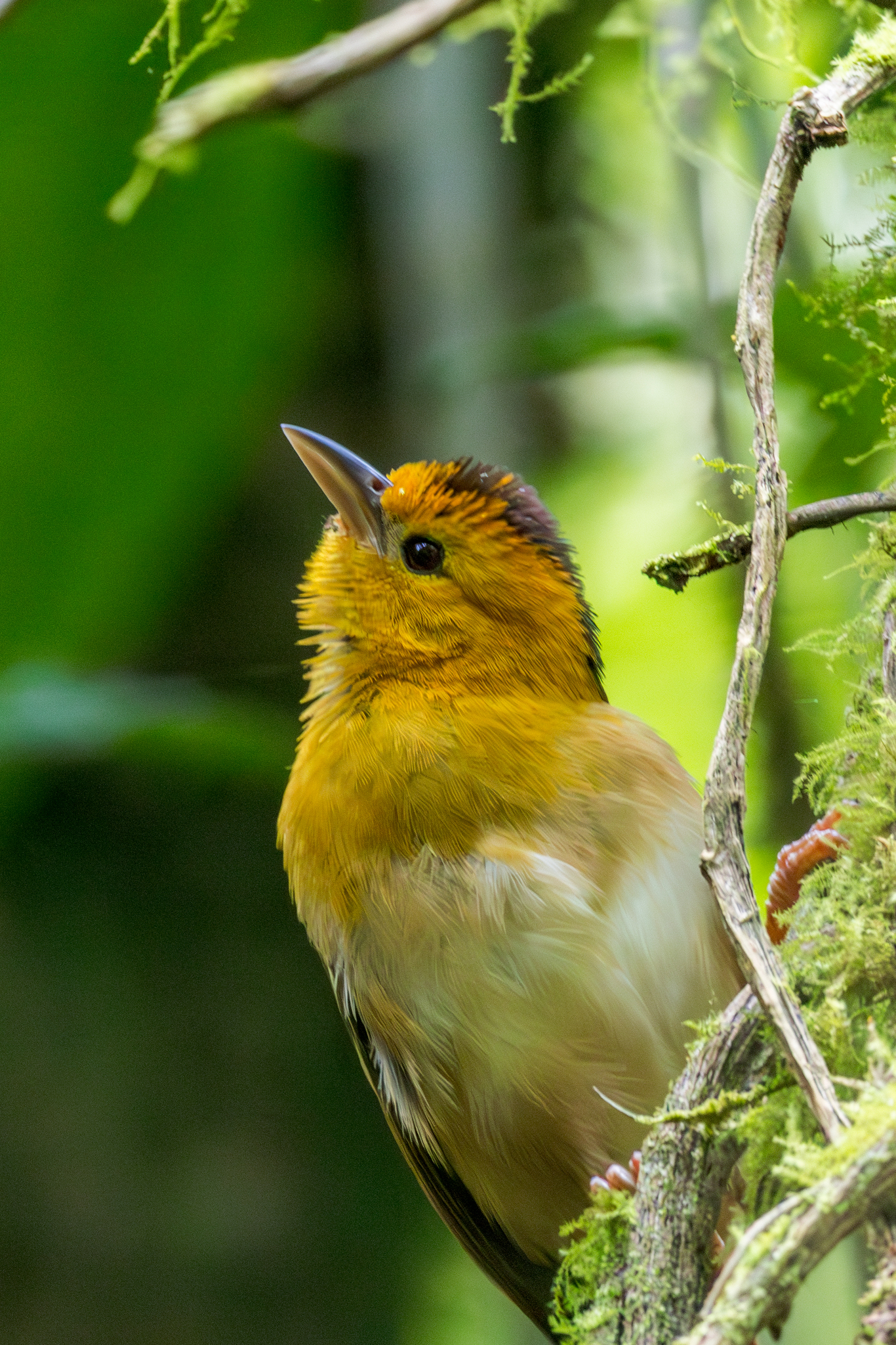 Sao Tome Weaver (Ploceus sanctithomae), photo 9