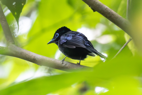 Sao Tome Paradise Flycatcher (Terpsiphone atrochalybeia)