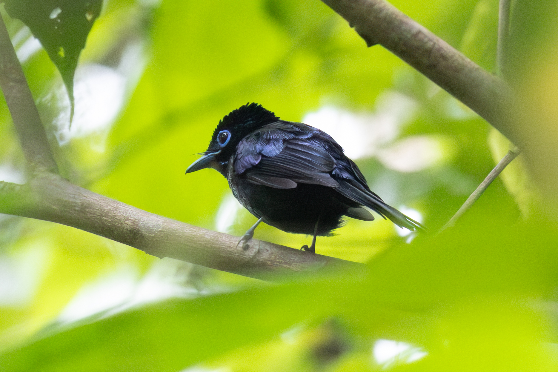 Sao Tome Paradise Flycatcher (Terpsiphone atrochalybeia), photo 1