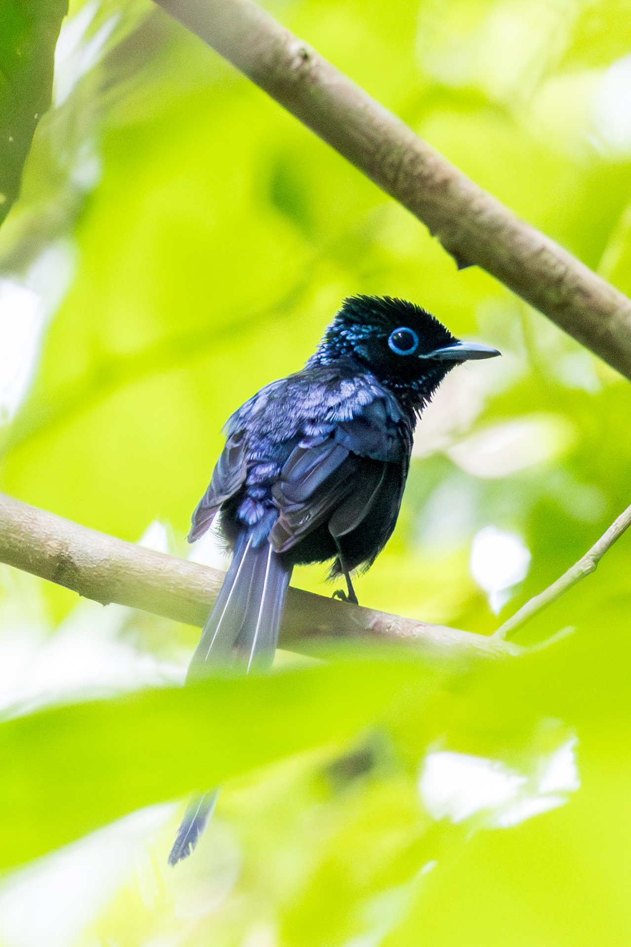 Sao Tome Paradise Flycatcher (Terpsiphone atrochalybeia), photo 2