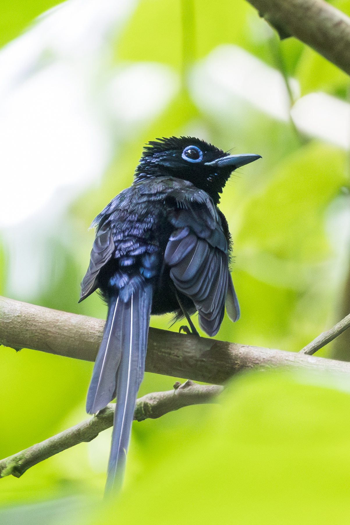 Sao Tome Paradise Flycatcher (Terpsiphone atrochalybeia), photo 4