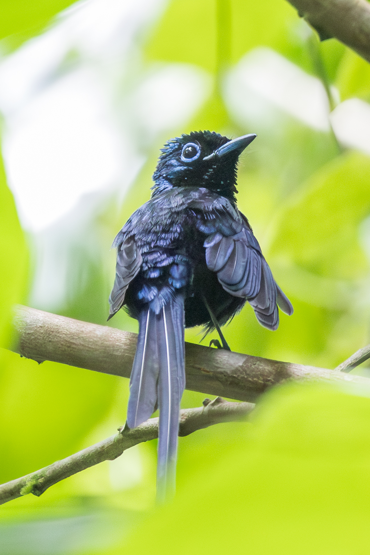Sao Tome Paradise Flycatcher (Terpsiphone atrochalybeia), photo 6