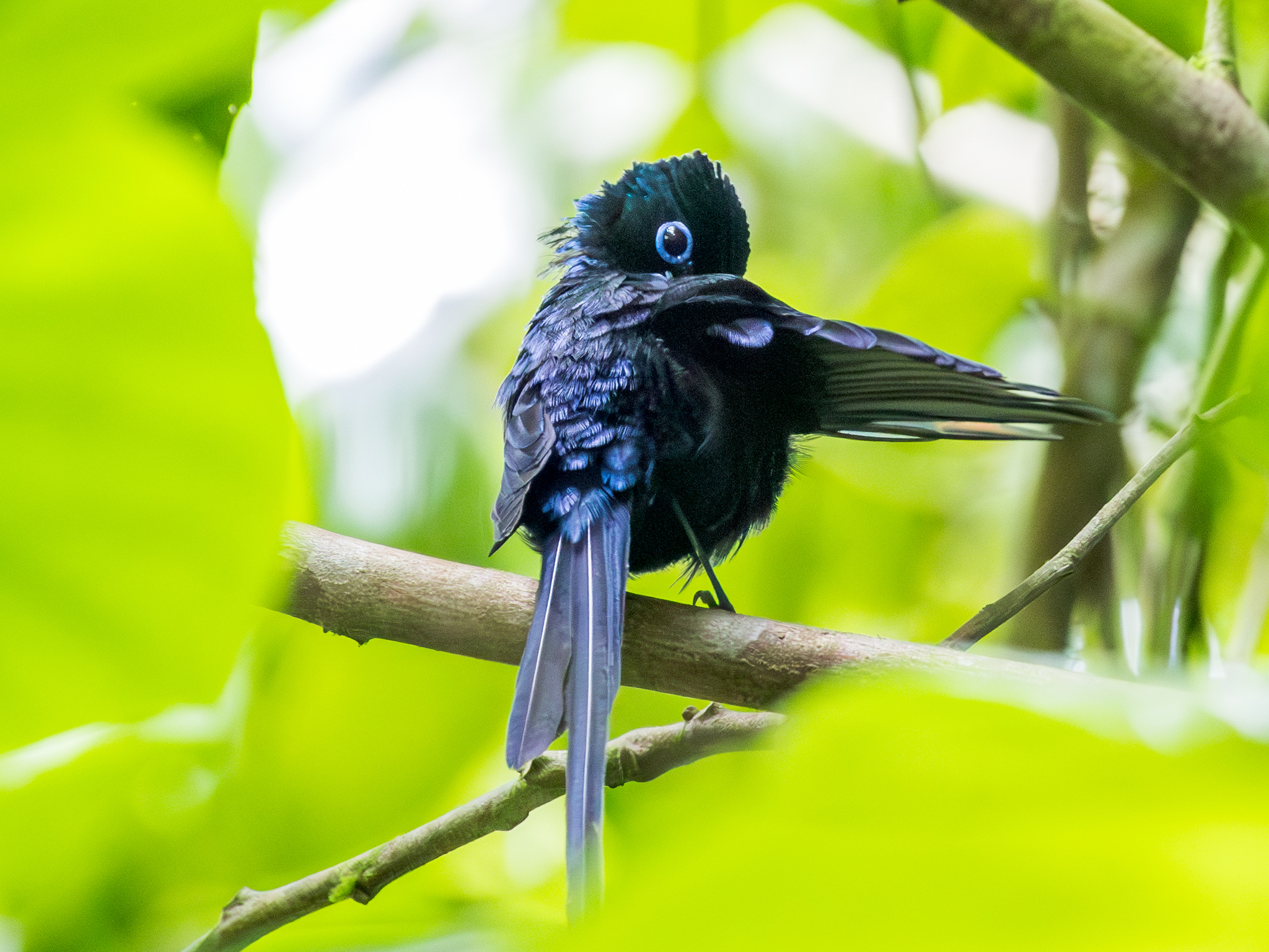 Sao Tome Paradise Flycatcher (Terpsiphone atrochalybeia), photo 5