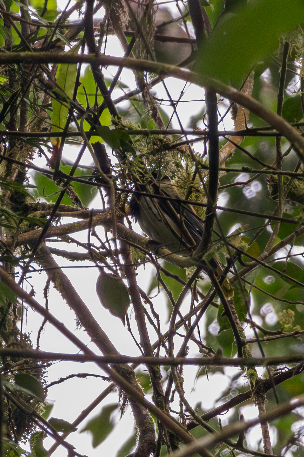 Sao Tome Oriole (Oriolus crassirostris), photo 7