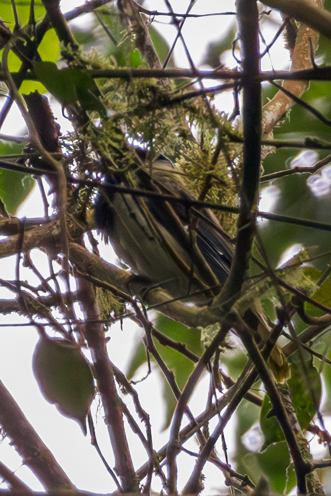 Sao Tome Oriole (Oriolus crassirostris), photo 2