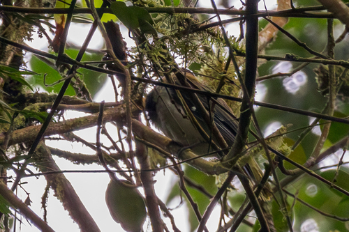 Sao Tome Oriole (Oriolus crassirostris)
