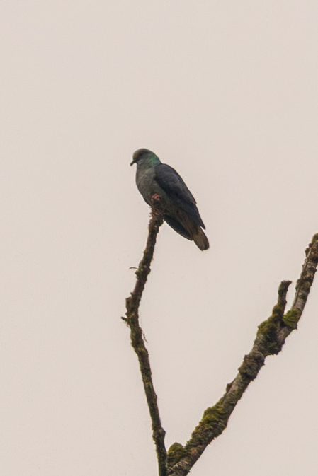 Island Bronze-naped Pigeon (Columba malherbii), photo 6