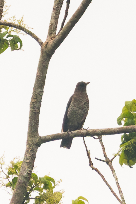 Sao Tome Thrush (Turdus olivaceofuscus), photo 1