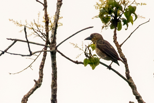 Giant Weaver (Ploceus grandis), photo 2
