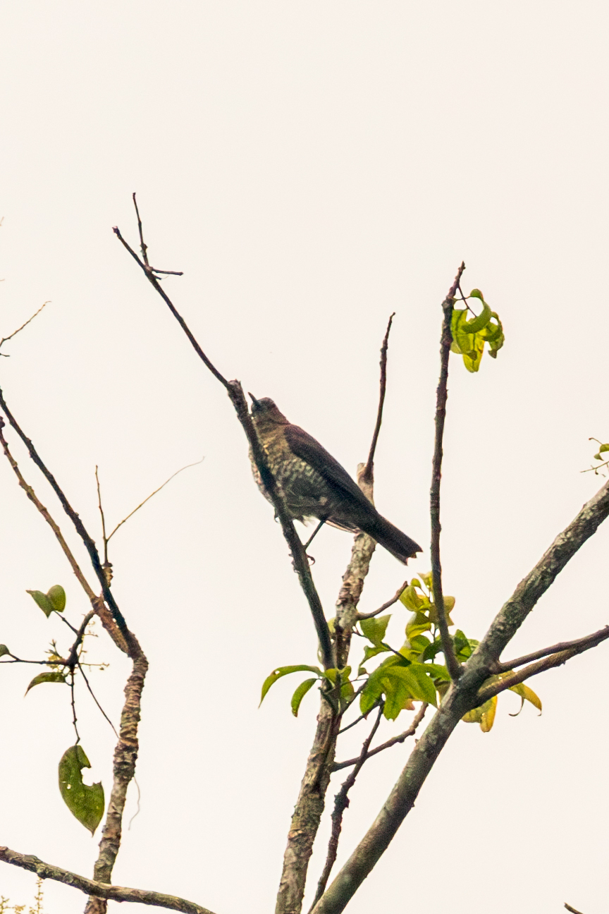 Sao Tome Thrush (Turdus olivaceofuscus), photo 2