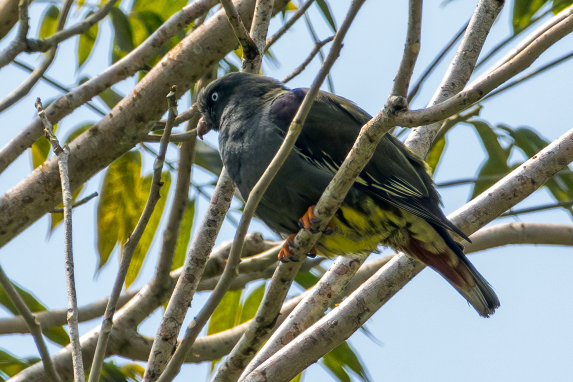 Sao Tome Green Pigeon (Treron sanctithomae), photo 1