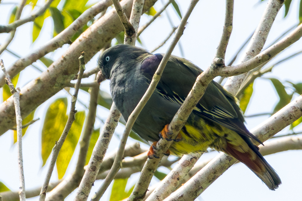 Sao Tome Green Pigeon (Treron sanctithomae), photo 2
