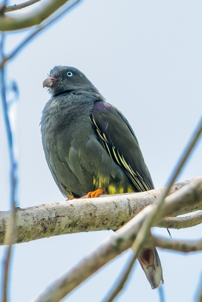Sao Tome Green Pigeon (Treron sanctithomae), photo 8