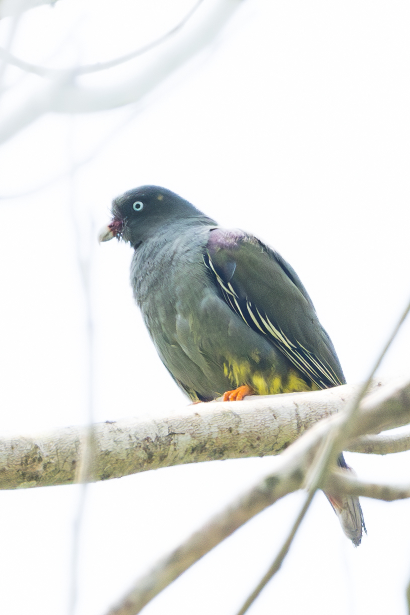 Sao Tome Green Pigeon (Treron sanctithomae), photo 9