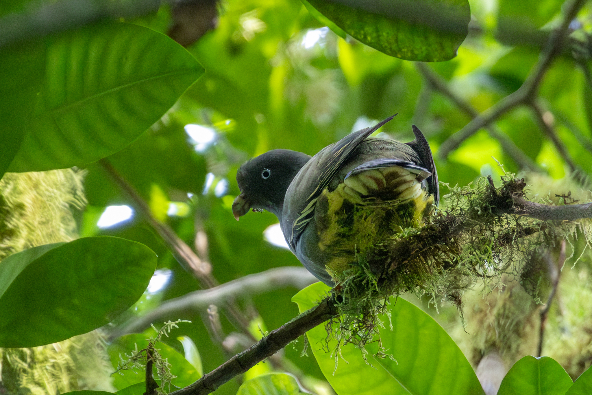 Sao Tome Green-Pigeon illustration