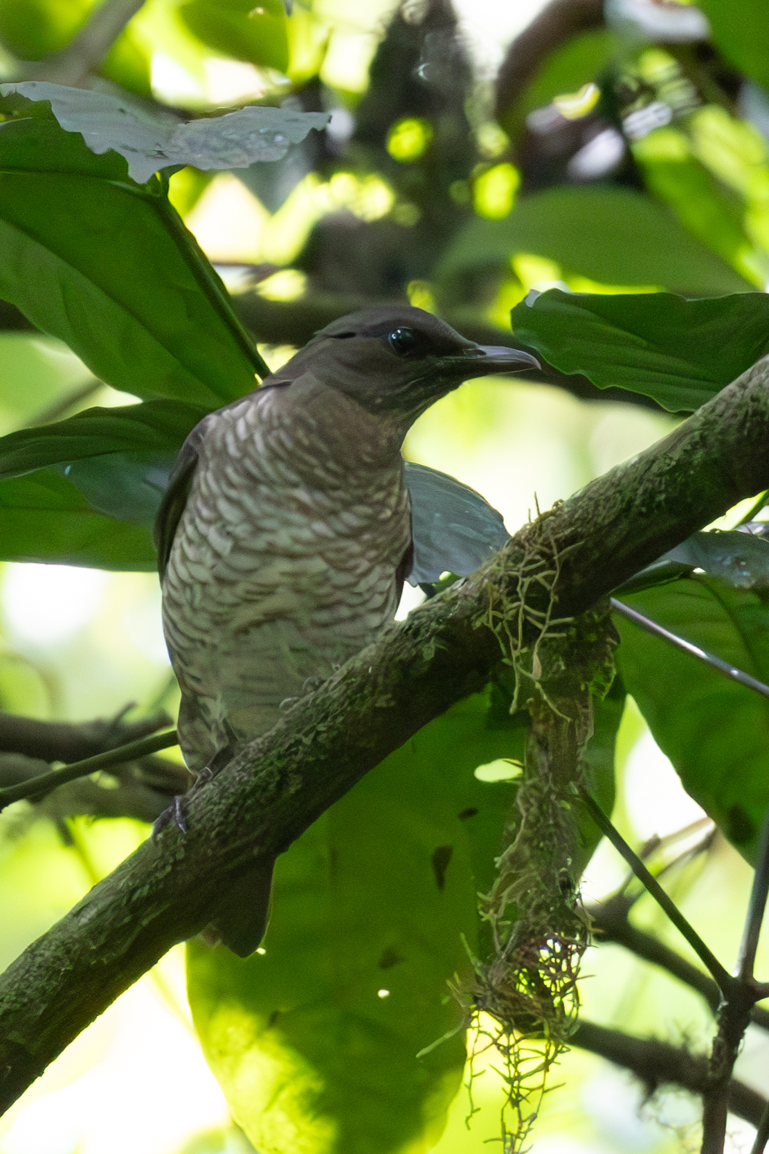 Sao Tome Thrush (Turdus olivaceofuscus), photo 3