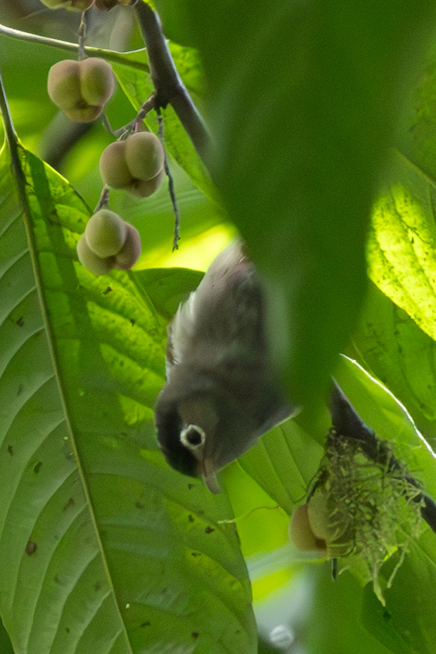 Black-capped Speirops (Zosterops lugubris), photo 1