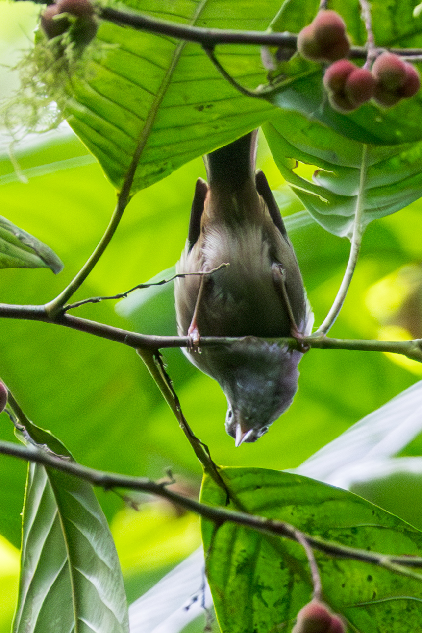 Black-capped Speirops (Zosterops lugubris), photo 2