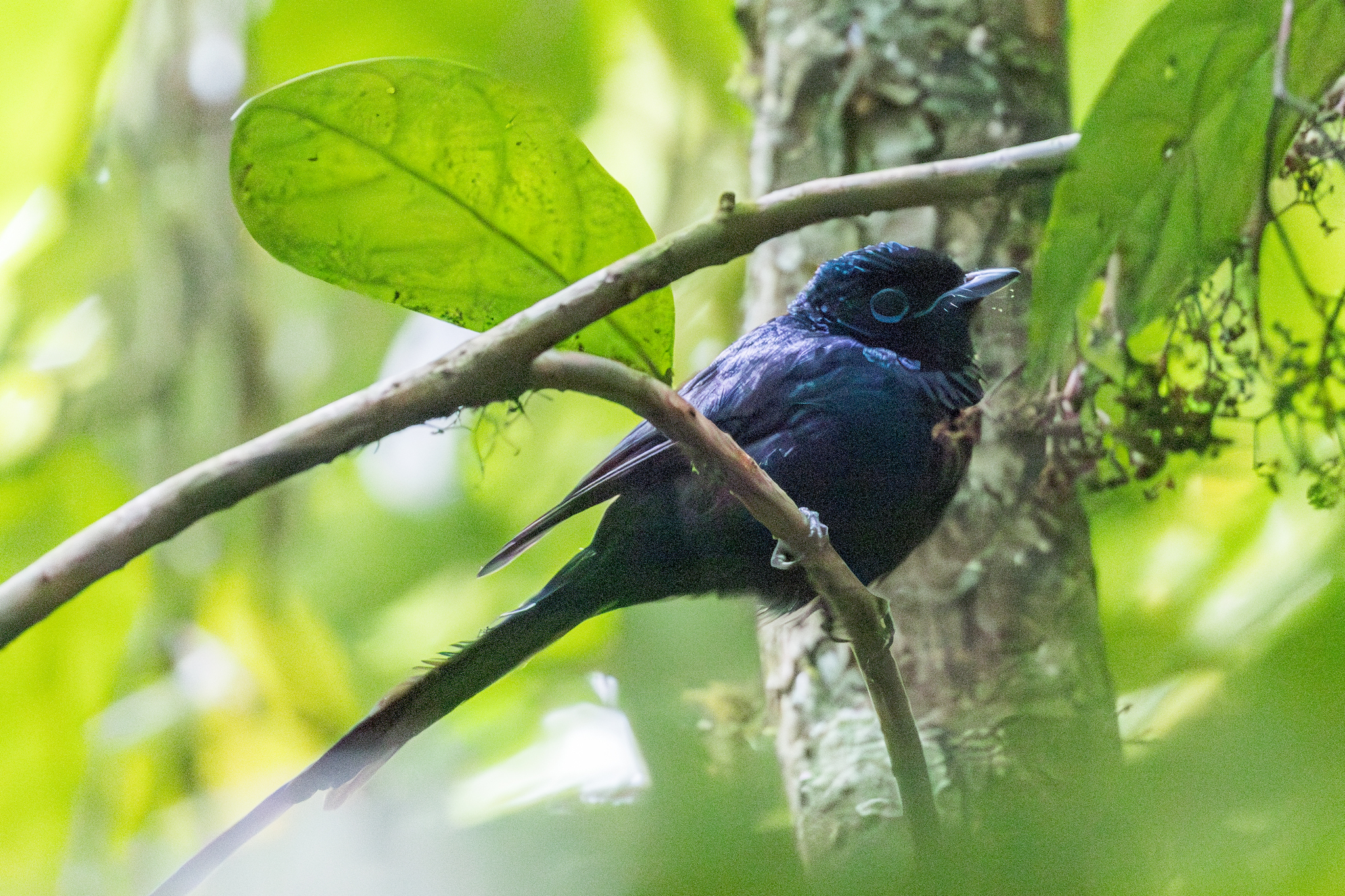 Sao Tome Paradise Flycatcher (Terpsiphone atrochalybeia), photo 10