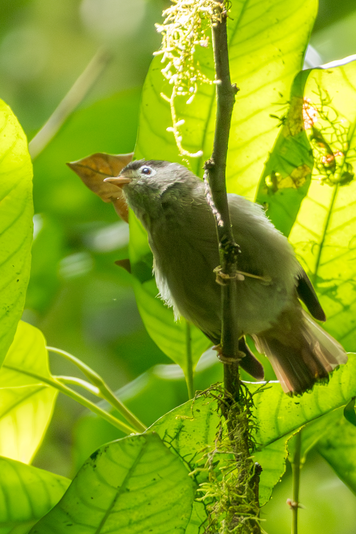 Black-capped Speirops (Zosterops lugubris), photo 5