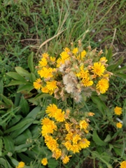 Picris hieracioides