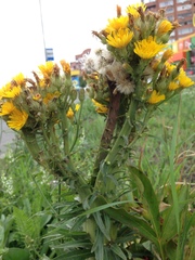 Picris hieracioides