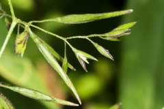 Poa bulbosa