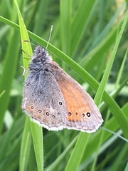 Coenonympha amaryllis
