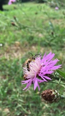 Halictus