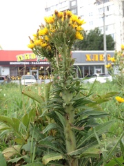 Picris hieracioides