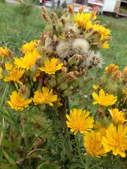 Picris hieracioides