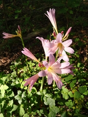 Lycoris