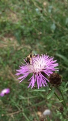 Halictus
