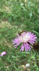 Halictus