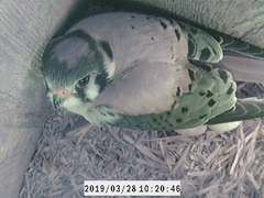 Falco sparverius paulus