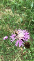 Halictus