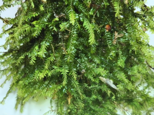 Plagiochila subplana